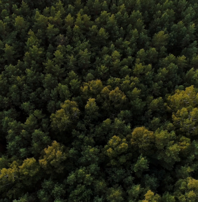 forest-bg-image