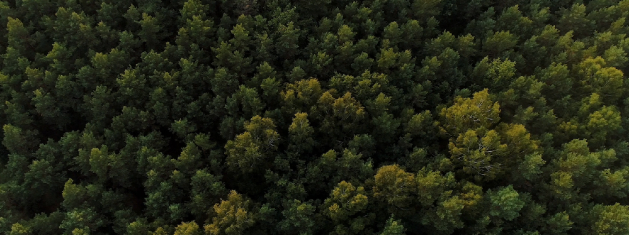 forest-bg-image